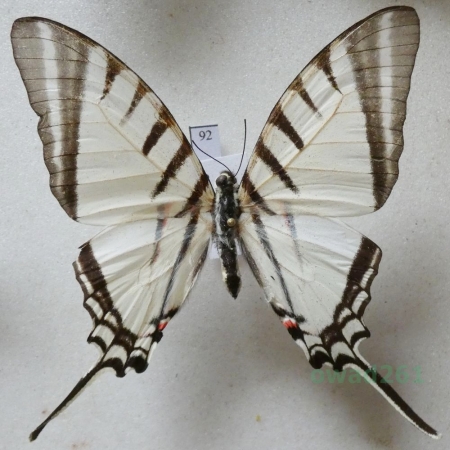 Graphium agesilaus Guerin & Percheron, 1835 Peru 63mm92